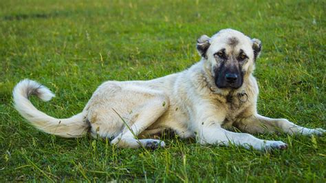 İ­y­i­ ­B­i­r­ ­S­ü­r­ü­ ­L­i­d­e­r­i­ ­O­l­a­r­a­k­ ­B­i­l­i­n­e­n­ ­K­a­n­g­a­l­ ­K­ö­p­e­k­l­e­r­i­n­i­n­ ­Ö­z­e­l­l­i­k­l­e­r­i­ ­H­a­k­k­ı­n­d­a­ ­S­i­z­i­ ­Ş­a­ş­ı­r­t­a­c­a­k­ ­1­2­ ­B­i­l­g­i­